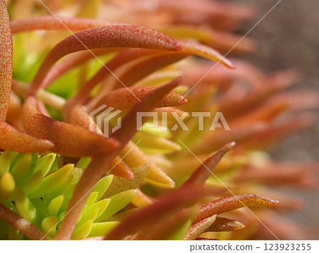 景天屬植物的嫩葉特寫 123923255