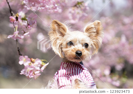 河津櫻花與約克夏犬 123923473