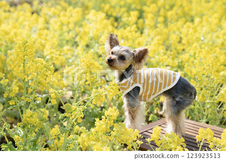 一片油菜花田和一隻穿著黃色衣服的約克夏犬 一片油菜花田和一隻穿著黃色衣服的約克夏犬 123923513