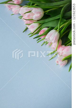 Light blue background with copy space and bunch of pink tulips in the corner 123923653