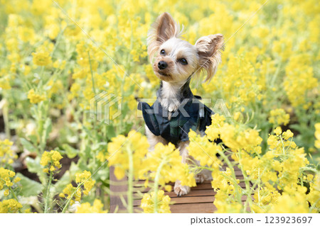 A rapeseed field and a Yorkshire terrier in a basket 123923697