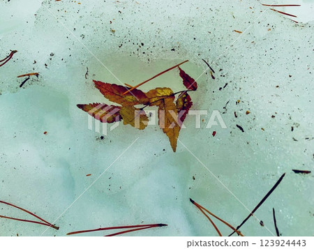Snowy autumn leaves 123924443