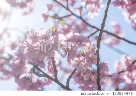 Kawazu cherry blossoms filled with light Kawazu cherry blossoms filled with light 123924478
