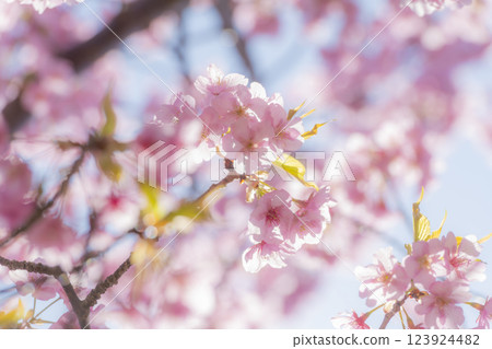 Kawazu cherry blossoms in full bloom on the Oura Peninsula under the blue spring sky Kawazu cherry blossoms in full bloom on the Oura Peninsula under the blue spring sky 123924482