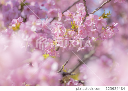 Kawazu cherry blossoms in full bloom on the Oura Peninsula under the blue spring sky Kawazu cherry blossoms in full bloom on the Oura Peninsula under the blue spring sky 123924484