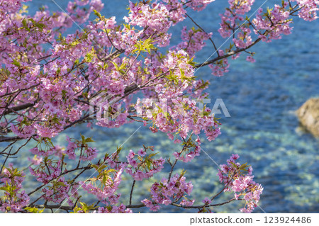 Kawazu cherry blossoms and the blue sea of the Oura Peninsula Kawazu cherry blossoms and the blue sea of the Oura Peninsula 123924486