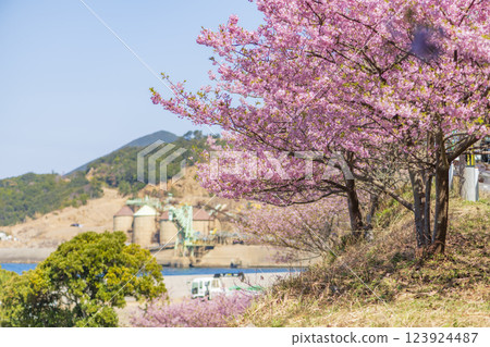 Kawazu cherry blossoms and the blue sea of the Oura Peninsula Kawazu cherry blossoms and the blue sea of the Oura Peninsula 123924487