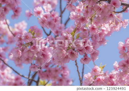 Kawazu cherry blossoms in full bloom on the Oura Peninsula under the blue spring sky 123924491