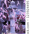 Stone lantern and pink weeping plum 123924495