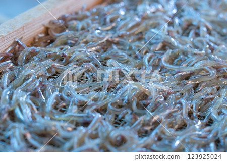 春季的當季魚類是瀨戶內海的玉筋魚。 春季的當季魚類是瀨戶內海的玉筋魚。 123925024