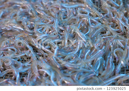 春季的當季魚類是瀨戶內海的玉筋魚。 春季的當季魚類是瀨戶內海的玉筋魚。 123925025
