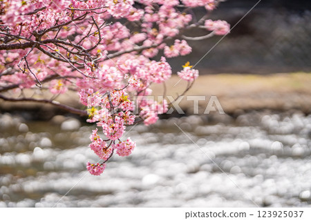 河津櫻花節:千萬不要錯過河邊盛開的櫻花 河津櫻花節:千萬不要錯過河邊盛開的櫻花 123925037