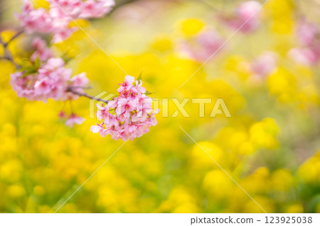 Kawazu Cherry Blossom Festival Collaboration with Rape Blossoms Kawazu Cherry Blossom Festival Collaboration with Rape Blossoms 123925038