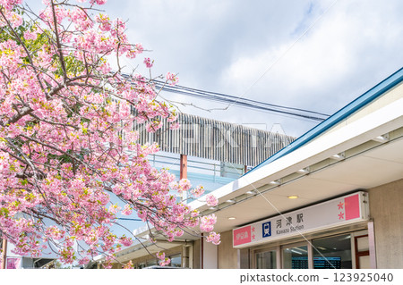 河津站 車站大樓 河津櫻花節 河津櫻花盛開的車站週邊 123925040