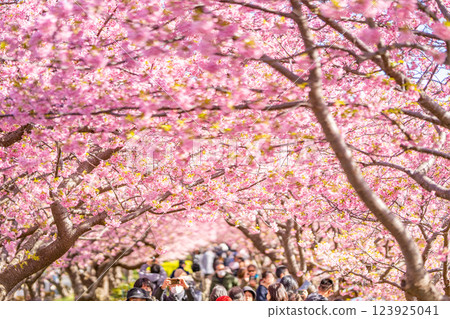 Kawazu Cherry Blossom Festival Cherry Blossom Tunnel Kawazu Cherry Blossom Festival Cherry Blossom Tunnel 123925041