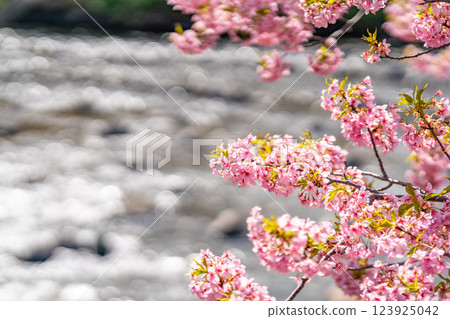 Kawazu Cherry Blossom Festival: Don't miss the cherry blossoms blooming along the river 123925042