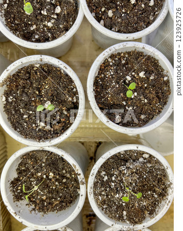 Sprout for planting in spring in warm soil 123925726