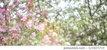 The blossoming apple-tree in a spring garden  123925733