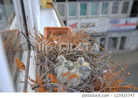 Two little squabs in the nest. Two days old baby pigeons. Pigeon bird nest on the window ledge. View through the window of the room. The concept of pigeon life in the city. 123925747