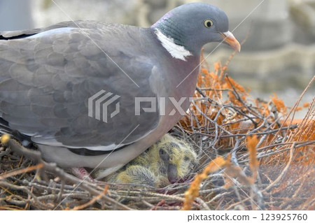A dove warms up the little lovebirds. View of the dove through the window of the place. The concept of pigeon life in the urban area 123925760