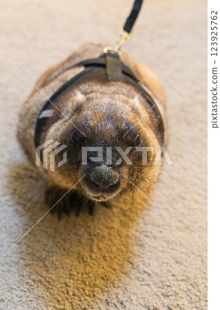 Cute funny groundhog in a leash 123925762