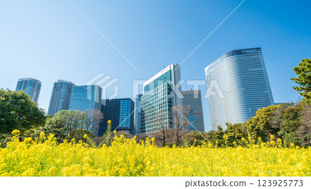 "Tokyo" Skyscrapers in Shiodome, Tokyo and rape blossoms in Hama-rikyu Gardens "Tokyo" Skyscrapers in Shiodome, Tokyo and rape blossoms in Hama-rikyu Gardens 123925773