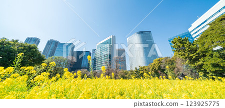 「東京」 東京汐留的摩天大樓和濱離宮恩賜庭園的油菜花 123925775