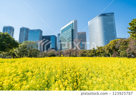 「東京」 東京汐留的摩天大樓和濱離宮恩賜庭園的油菜花 123925787