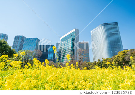 「東京」 東京汐留的摩天大樓和濱離宮恩賜庭園的油菜花 123925788