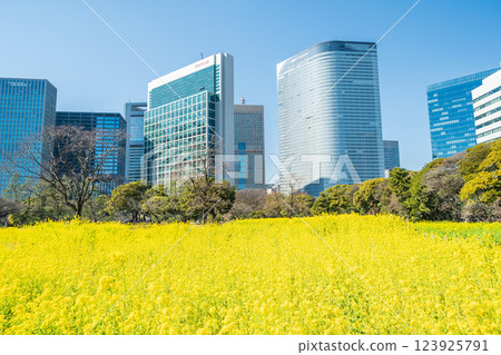 「東京」 東京汐留的摩天大樓和濱離宮恩賜庭園的油菜花 「東京」 東京汐留的摩天大樓和濱離宮恩賜庭園的油菜花 123925791