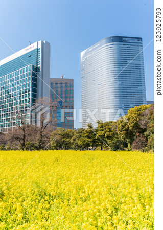 "Tokyo" Skyscrapers in Shiodome, Tokyo and rape blossoms in Hama-rikyu Gardens 123925793