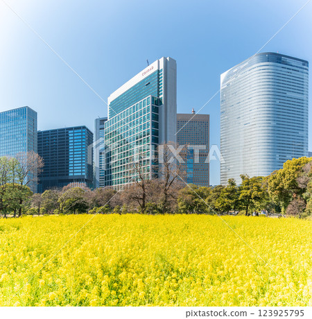 「東京」 東京汐留的摩天大樓和濱離宮恩賜庭園的油菜花 123925795