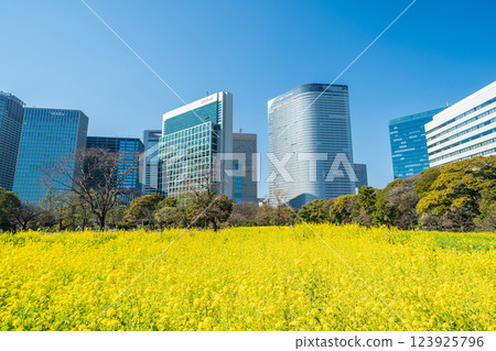 「東京」 東京汐留的摩天大樓和濱離宮恩賜庭園的油菜花 「東京」 東京汐留的摩天大樓和濱離宮恩賜庭園的油菜花 123925796
