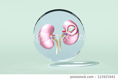 3d kidney human realistic in transparent glass ball with check mark isolated on green background. health love, world kidney day concept, 3d illustration render 3d kidney human realistic in transparent glass ball with check mark isolated on green background. health love, world kidney day concept, 3d illustration render 123925842