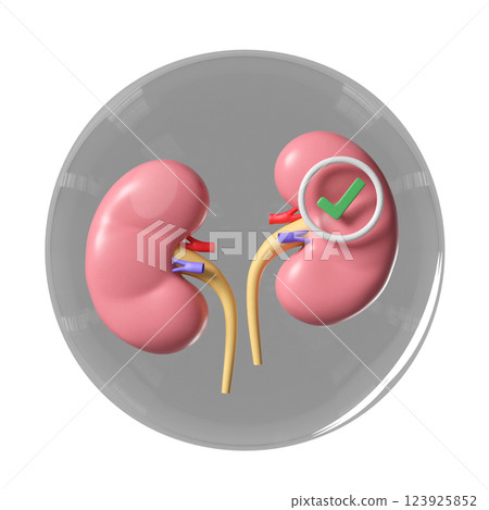 3d kidney human realistic in transparent glass ball with check mark isolated. health love, world kidney day concept, 3d illustration render 3d kidney human realistic in transparent glass ball with check mark isolated. health love, world kidney day concept, 3d illustration render 123925852