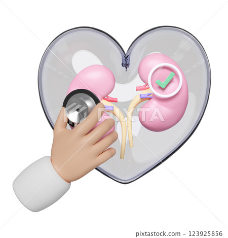 Doctor hand holding stethoscope with human kidneys in transparent heart, check mark isolated. health love, world kidney day concept, 3d illustration render Doctor hand holding stethoscope with human kidneys in transparent heart, check mark isolated. health love, world kidney day concept, 3d illustration render 123925856
