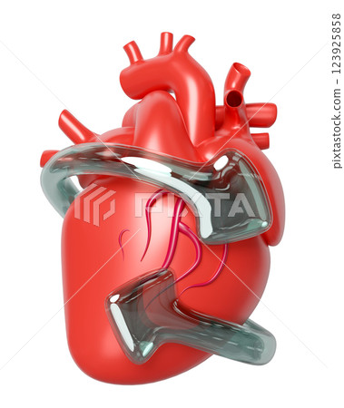 3d realistic human heart with arrow transparent isolated. heart disease prevention, health love, world heart day concept, 3d illustration render 3d realistic human heart with arrow transparent isolated. heart disease prevention, health love, world heart day concept, 3d illustration render 123925858