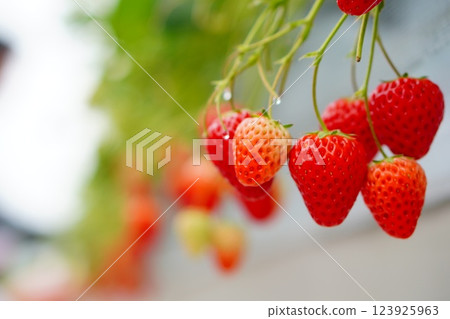 Delicious bright red strawberries available for all-you-can-pick strawberry picking 123925963