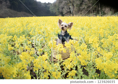 A rapeseed field and a Yorkshire terrier in a basket A rapeseed field and a Yorkshire terrier in a basket 123926035
