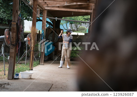 horse, female, lady 123926087