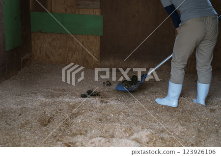 horse, female, females 123926106