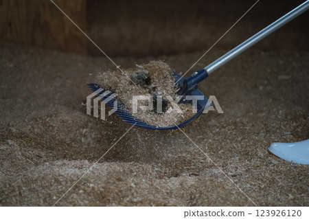 horse, female, females 123926120