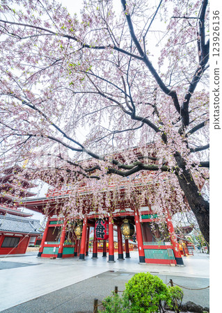 "Tokyo" Scenery of the weeping cherry blossoms and Hozomon Gate at Sensoji Temple "Tokyo" Scenery of the weeping cherry blossoms and Hozomon Gate at Sensoji Temple 123926136