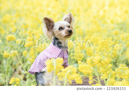 油菜花田和約克夏犬 123926151