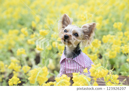 Rape flower field and Yorkshire terrier Rape flower field and Yorkshire terrier 123926207