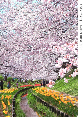 [神奈川縣]江川Seseragi綠道櫻花與鬱金香比賽 123926395