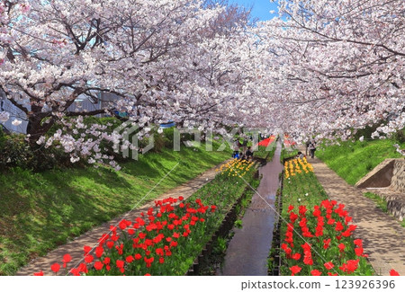 [神奈川縣]江川Seseragi綠道櫻花與鬱金香比賽 123926396