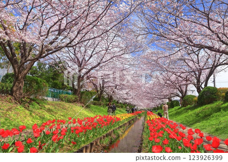 [神奈川縣]江川Seseragi綠道櫻花與鬱金香比賽 123926399