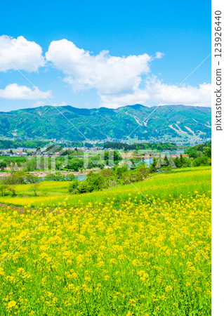Iiyama City Nanohana Park (Spring) 123926440