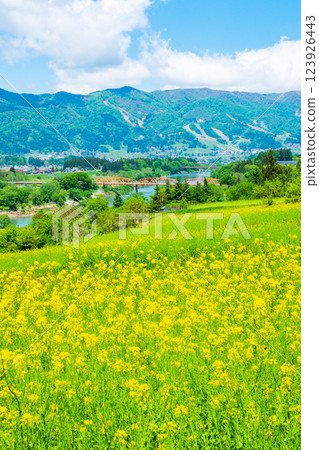 飯山市/菜花公園（春季） 123926443